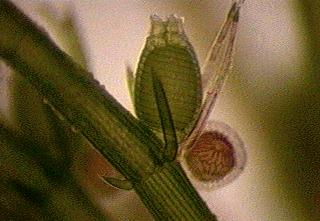 oogônio Chlorophyta Classe Charophyceae Chara dois tipos de gametângios: oogônio (uma oosfera) anterídio (vários anterozóides) Os gametângios são formados por uma camada de células estéreis anterídio