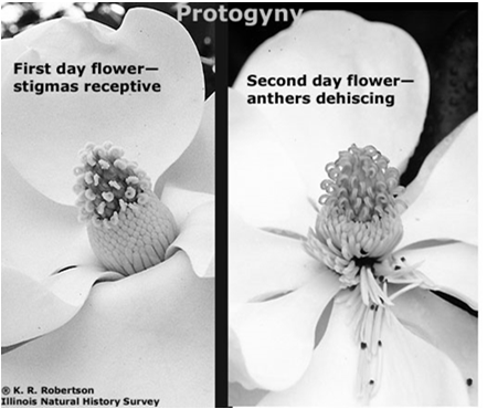 DIFICULDADES PARA A POLINIZAÇÃO PROTOGINIA manga, milheto, couve-flor, Magnolia, Primula DIFICULDADES PARA A POLINIZAÇÃO AUTOINCOMPATIBILIDADE Contreras A No primeiro dia (A), os estigmas estão