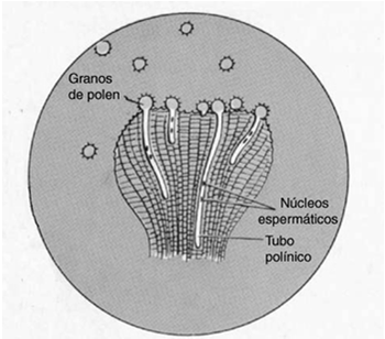 Pimentão: variações nas posições do estigma e das anteras afetam a intensidade de ocorrência da polinização cruzada Produção de sementes híbridas de couve-flor, utilizando a autoincompatibilidade As