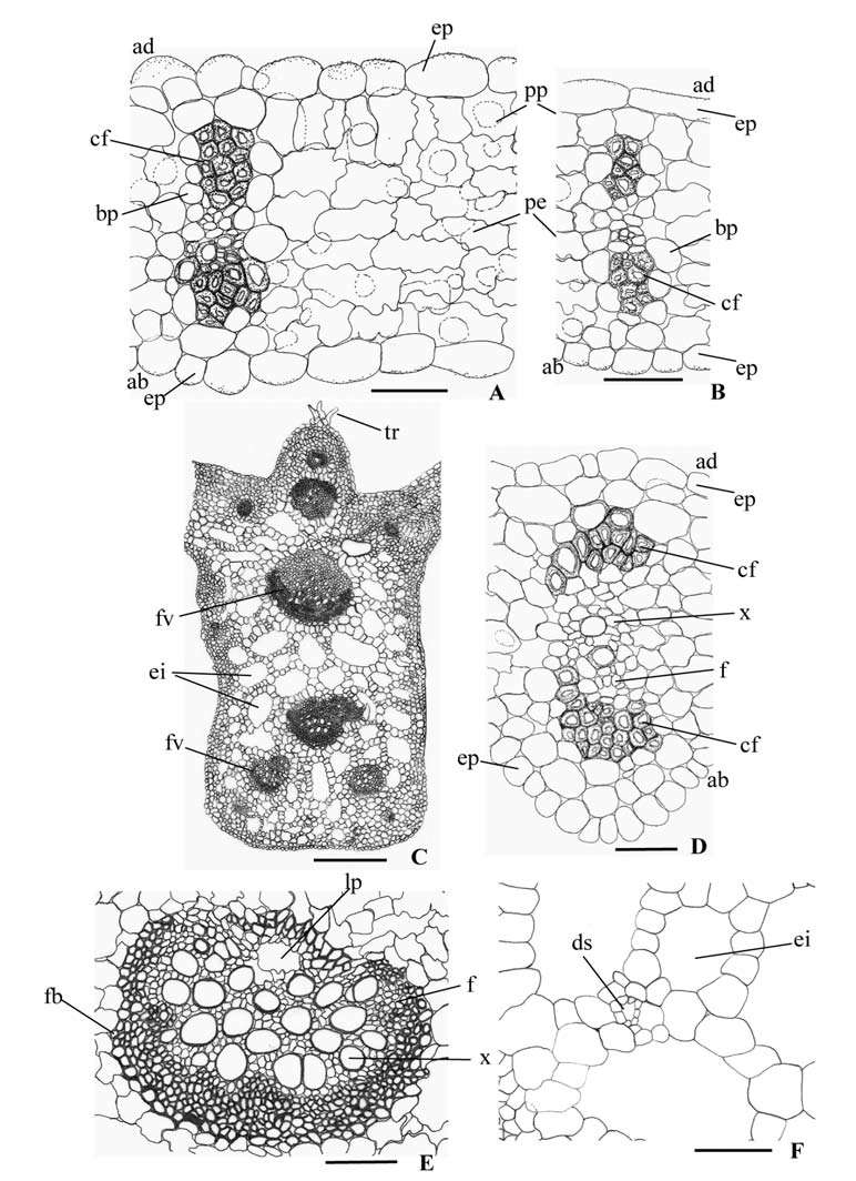 frontal: estômato (es). E detalhe de porção da epiderme da lâmina foliar voltada para a face abaxial,em vista frontal: células subsidiárias (csb); estômato (es). F detalhe de um tricoma estrelado.