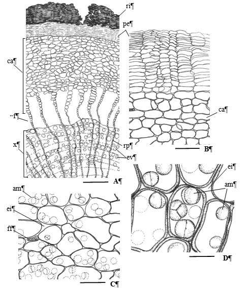 Figura 1 Aspectos microscópicos e microscópicos do pó em Krameria lappacea (Dombey) Burdet & B.B.Simpson. Complemento da legenda da Figura 1.