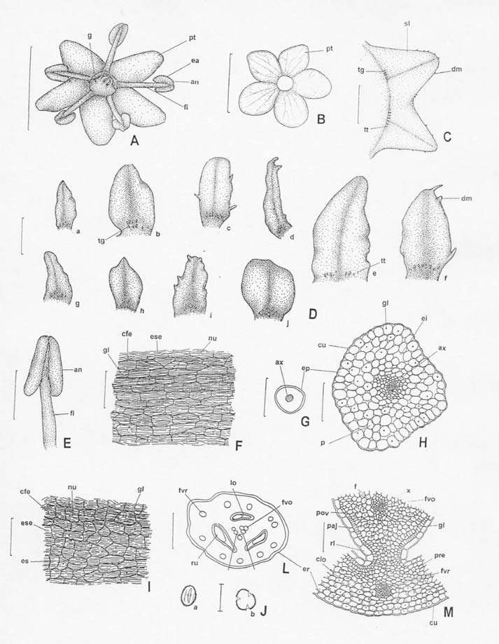 Figura 1 - Aspectos macroscópicos, microscópicos e microscópicos do pó em Sambucus nigra L. Complemento da legenda da Figura 1.