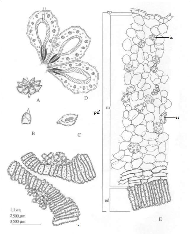 Figura 1 - Aspectos macroscópicos, microscópicos e microscópicos do pó em Illicium verum Hook. f. Complemento da legenda da Figura 1.