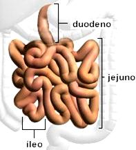 Intestino Delgado É um longo tubo com cerca de 7m de comprimento, que se encontra bastante enrolado.