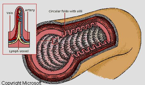 Pormenor da parede do Intestino Delgado A parede interna apresenta numerosas pregas válvulas coniventes, recobertas por milhares