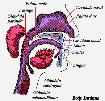Glândulas Salivares Produzem saliva e estão em comunicação com a boca.
