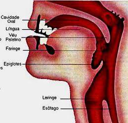 Faringe É uma cavidade em forma de funil que se situa atrás da boca.