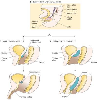 SEXO GENÉTICO SEXO GONADAL SEXO GENITAL SEXO COMPORTAMENTAL DETERMINAÇÃO DO SEXO GENÉTICO A penentração de um óvulo (X) por um esperma (X ou Y) é o evento chave na determinação do sexo do indivíduo.