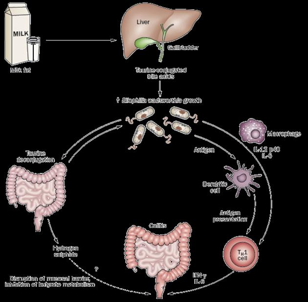 Knockout IL-10 Dieta/Disbiose/Colite Interação de: Suscetibilidade genética Fator ambiental (dieta) Barreira intestinal alterada Microbiota