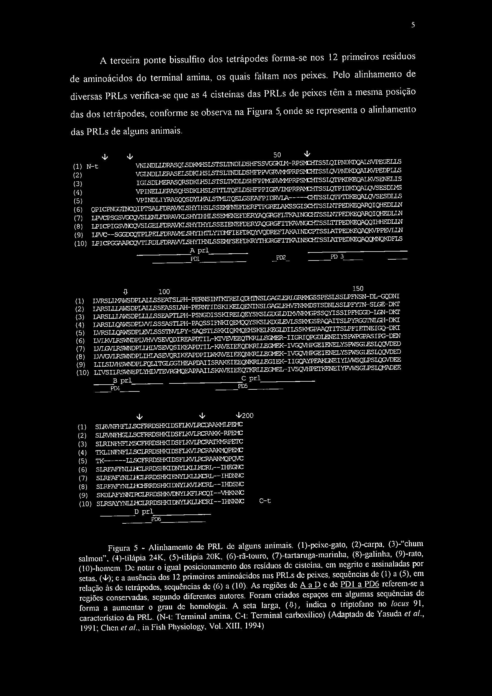5 A terceira ponte bissulfito dos tetrápodes torma-se nos 12 primeiros icsíduos de aminoácidos do terminal amina, os quais taltam nos peixes.