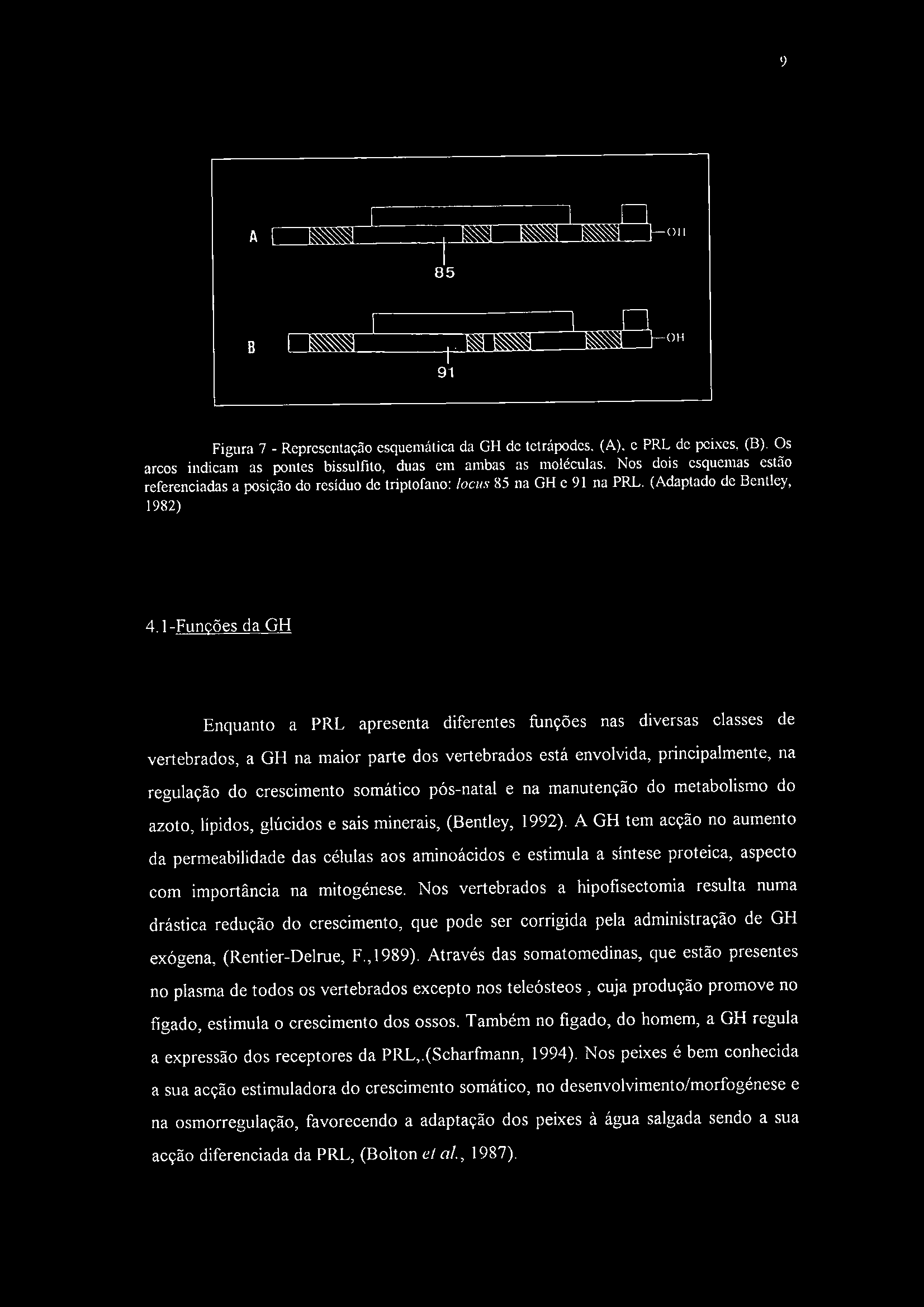 9 ^ i <) i' 85 1 J OH 91 Figura 7 - Representação esquemática da GH de tetrápodes. (A), c PRL de peixes. (B). Os arcos indicam as pontes bissulfito, duas cm ambas as moléculas.