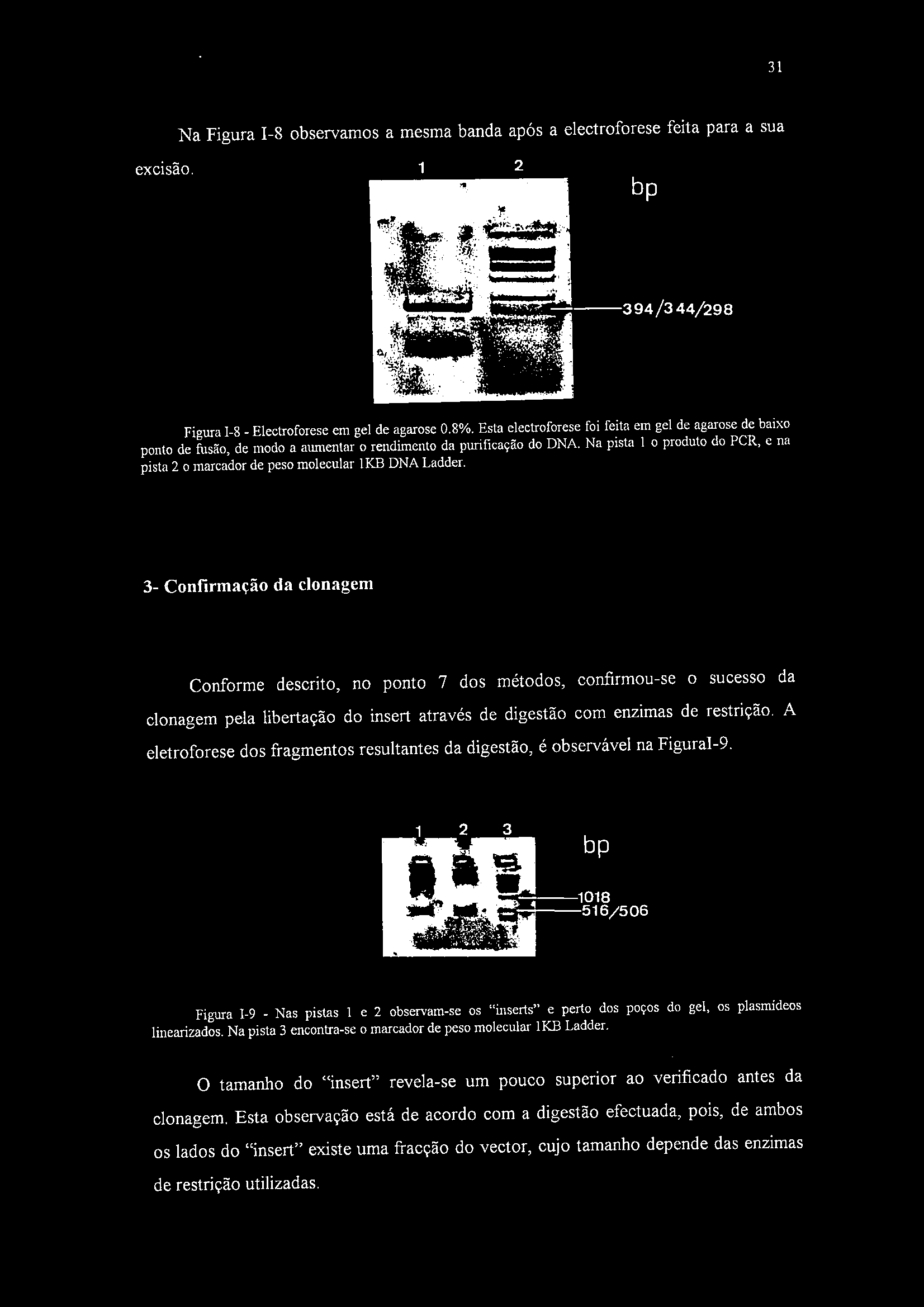 31 Na Figura 1-8 observamos a mesma banda após a electroforese feita para a sua excisão. 1 2.v,v J i; 394/3 44/298 Figura 1-8 - Electroforese em gel de agarose 0.8%.