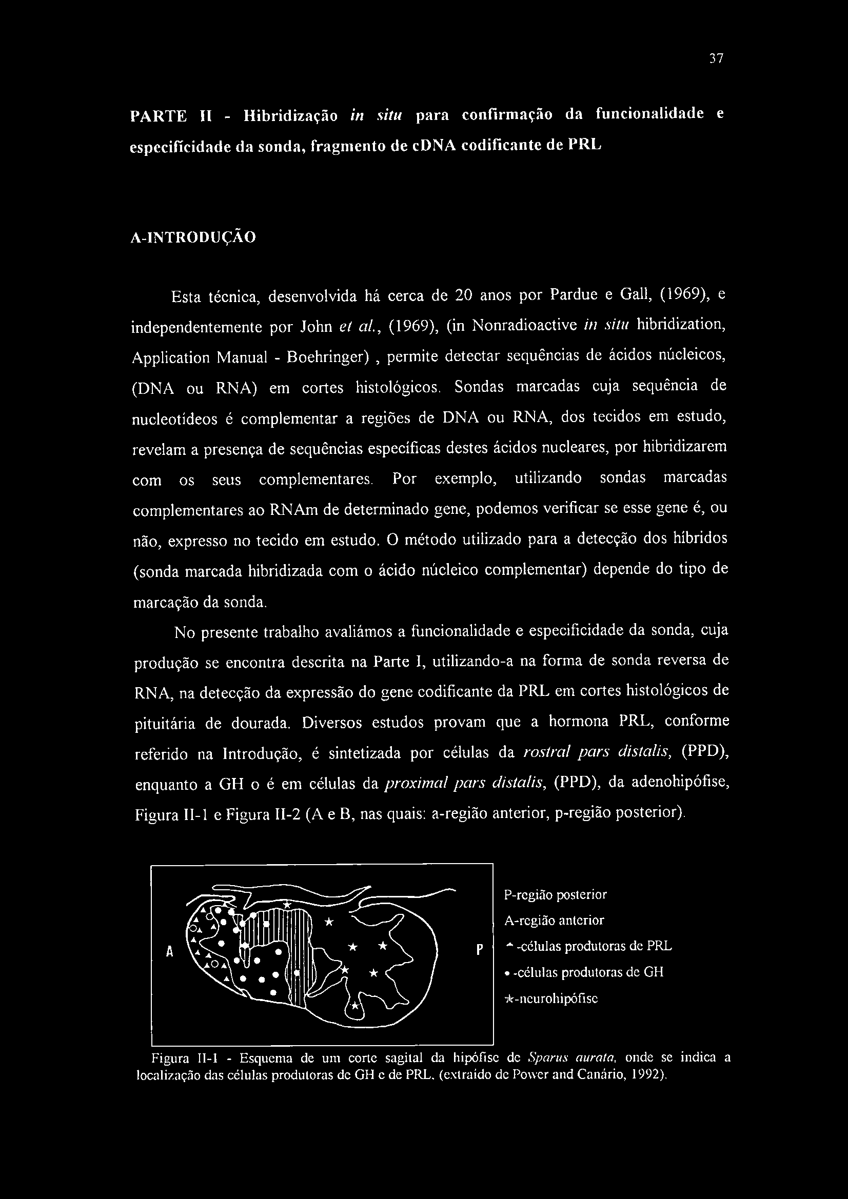 37 PARTE II - Hibridização in situ para confirmação da funcionalidade e especificidade da sonda, fragmento de cdna codificante de PRL A-INTRODUÇÃO Esta técnica, desenvolvida há cerca de 20 anos por