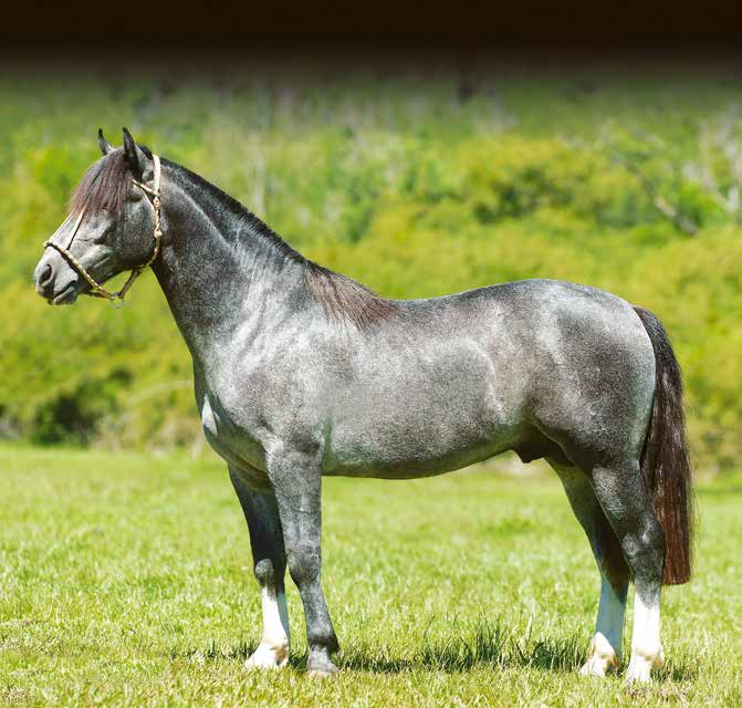 08 - DOM ALBERTO KADILACK B350385 TORDILHA NEGRA RP: 173 MACHO 03/11/2010 Lindo tordilho negro, de muito boas linhas, bem aprumado e de bom temperamento.