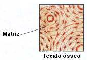 Tecido ósseo secundário (Lamelar) - Sistemas de Havers; - Canais de Volkmann; - Lamelas