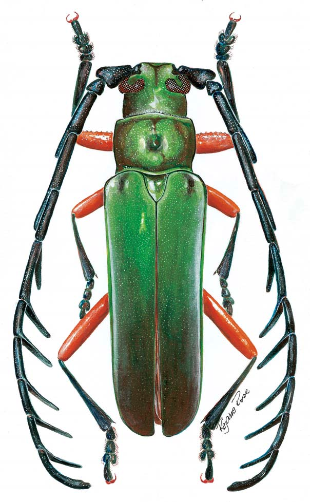 40 GALILEO & MONNÉ Fig. 1. Habitus, Hovorelus splendidus sp.