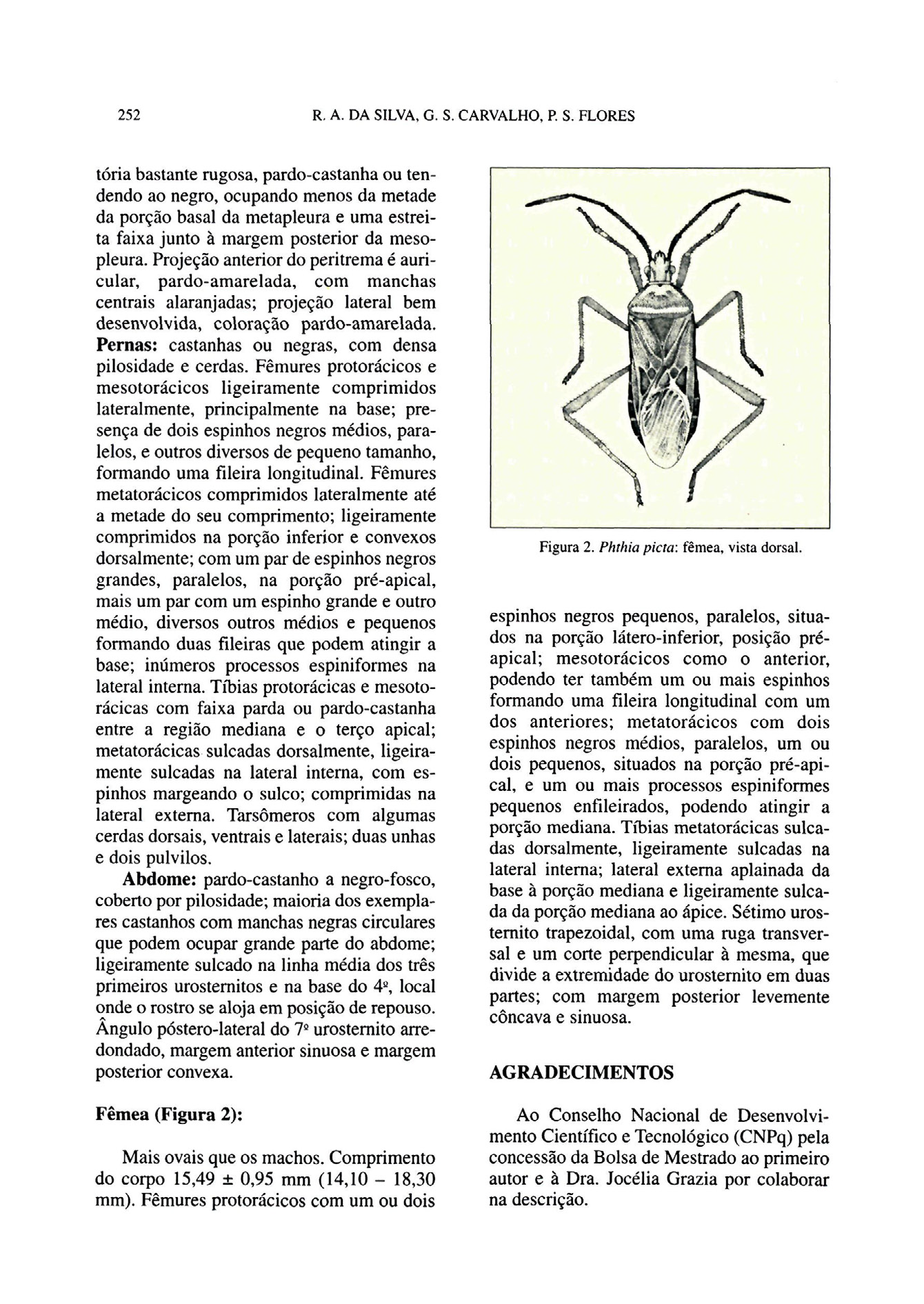 tória bastante rugosa, pardo-castanha ou tendendo ao negro, ocupando menos da metade da porção basal da metapleura e uma estreita faixa junto à margem posterior da mesopleura.