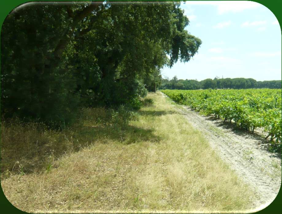 Fatores que influenciam a biodiversidade nas explorações agrícolas Estruturas naturais ou