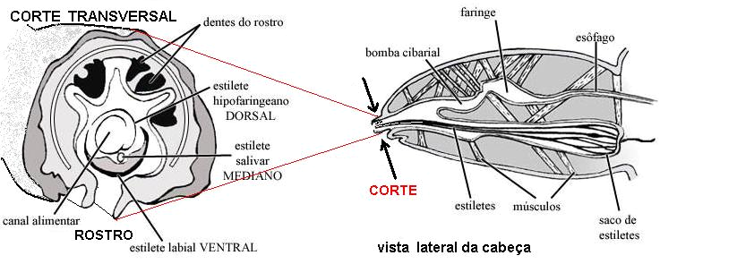 Acompanhe na Figura 2. Figura 2. Vista lateral em corte da cabeça de um piolho (à direita) e à esquerda, o ROSTRO como seria visto se cortado.