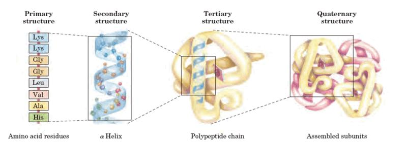Desnaturação Mecanismo de alteração de proteínas na extrusão Processo no qual os arranjos espaciais da cadeia polipeptídica dentro das moléculas das proteínas são