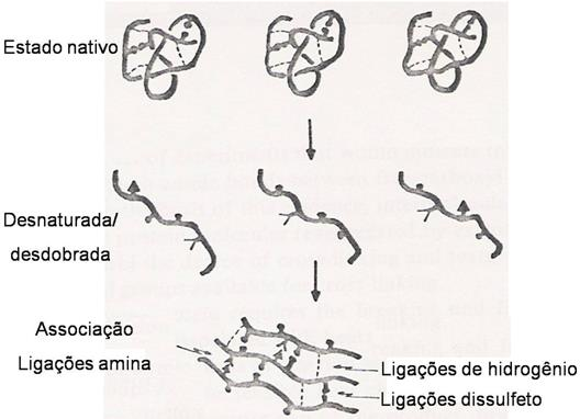 Alterações nas proteínas Mecanismo de desnaturação e texturização da proteína Etapas de Texturização Formação de novas ligações