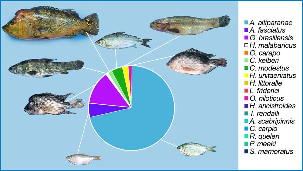 Figura 33: Abundância relativa das espécies de peixes do reservatório do Lobo.
