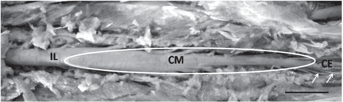 Topografi a do cone medular de Atelocynus microtis 137 medula espinhal.