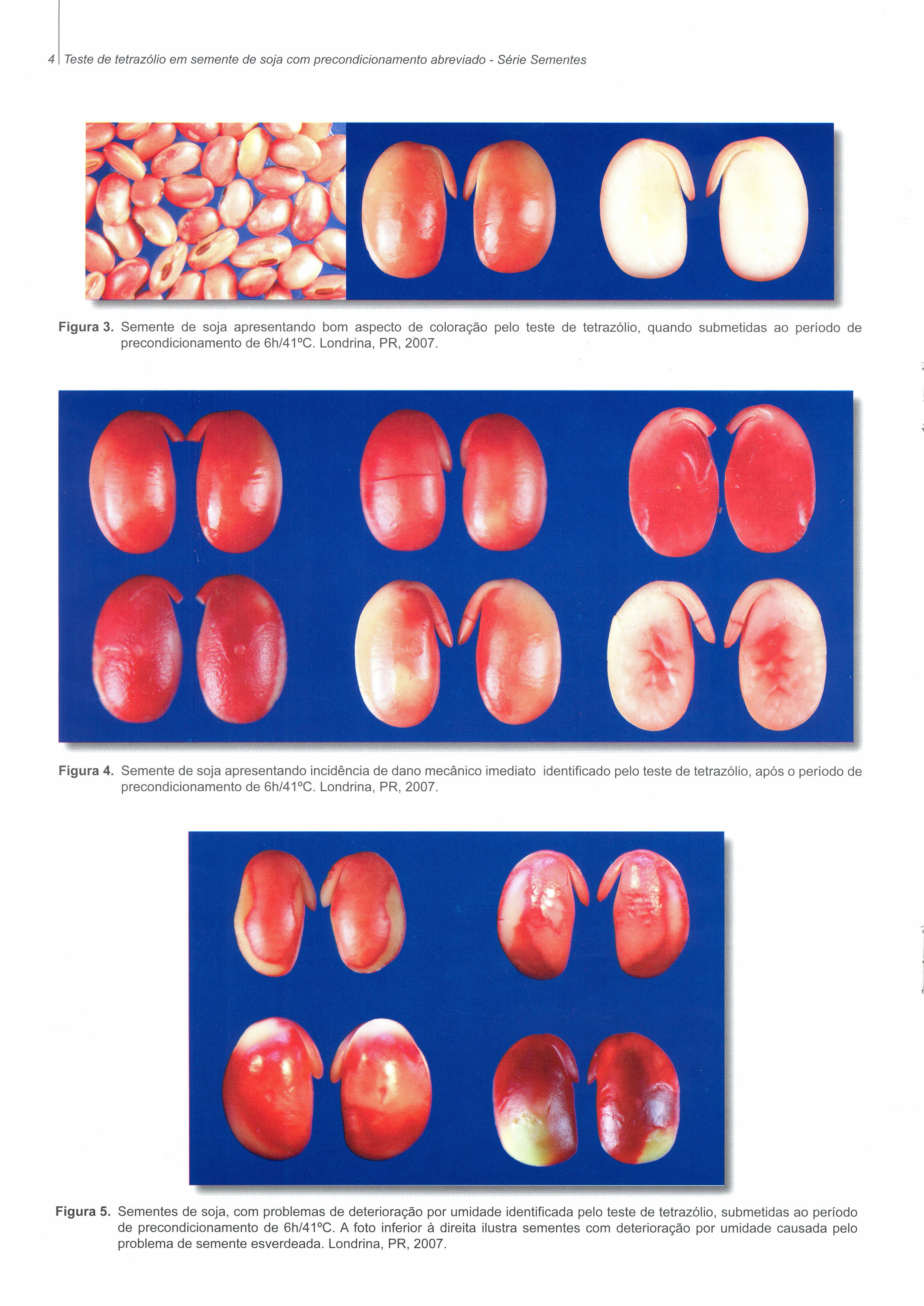 4 Teste de tetrazólio em semente de soja com precondicionamento abreviado - Série Sementes Figura 3.