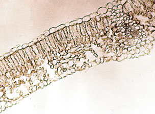 E F Figura 1. Superfície epidérmica e secção transversal de folhas de videira (Vitis vinifera). E: Cabernet Sauvignon (meia-maturação).