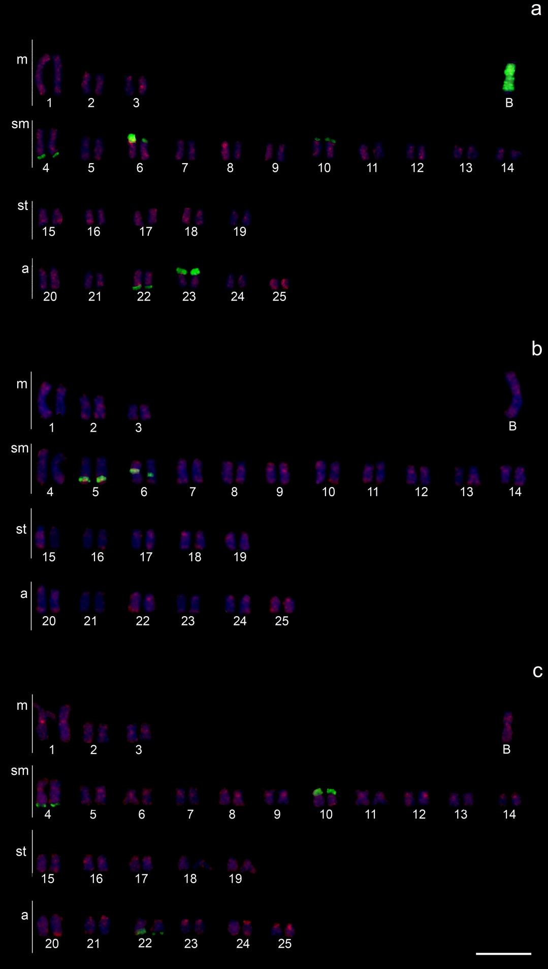 Figura 5 Double FISH realizada com sondas de DNA repetitivo em fêmeas portadoras de cromossomos B; a) LINE (vermelho) +