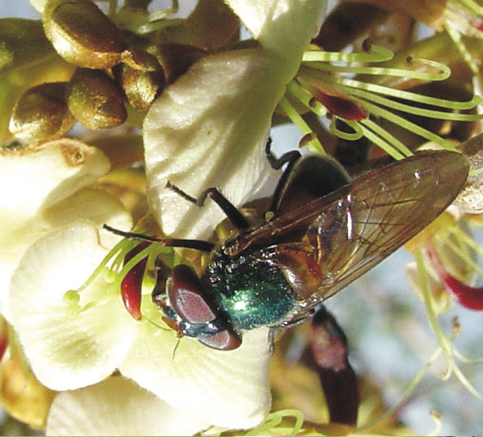 65 Plantas da Caatinga Ameaçadas de Extinção e Sua Associação com Polinizadores Fotos: a, b, c, d: Paloma P. da Silva; e, f: Carla T. V. Dias.