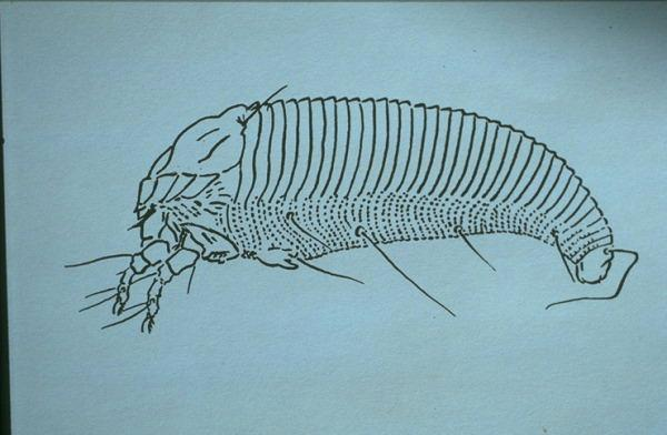 Superfamília Eriophyoidea NA PRESENÇA DE VENTO OS ÁCAROS LEVANTAM A PARTE ANTERIOR