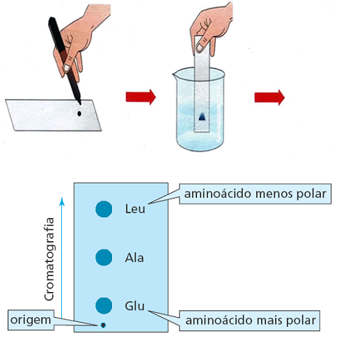 Química de Biomoléculas Figura 14 - Separação do glutamato, alanina e leucina por cromatografia em papel. Fonte: http://mundoeducacao.uol.com.br/quimica/analise-cromatografica.htm/ BRUICE, P. Y.