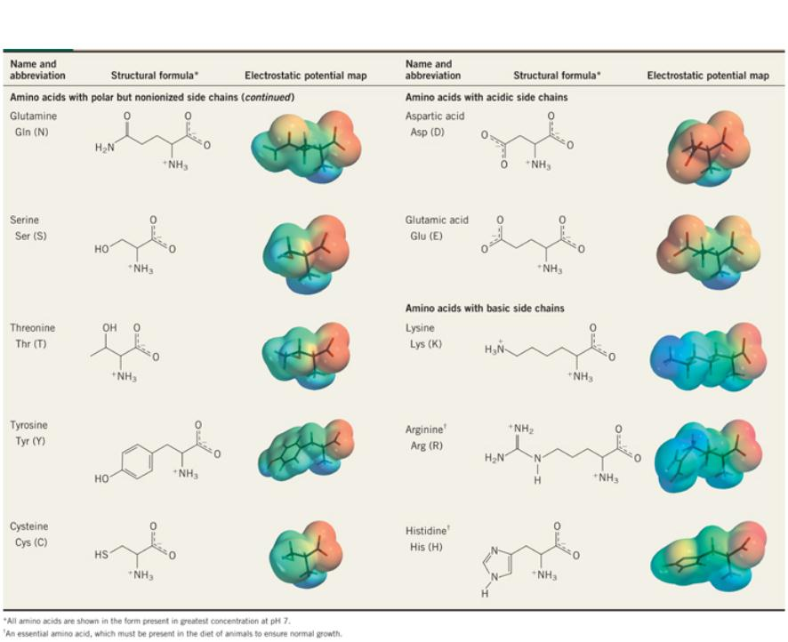 Química de Biomoléculas Todos são α-aminoácidos e contêm uma função amina primária, com exceção da prolina, uma amina secundária onde o nitrogênio amínico está incorporado em um anel de 5 membros.