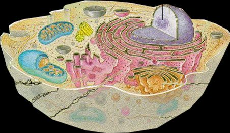 Citologia Parede celular: principais constituintes - hexoses e hexoaminas (mananas e galactanas) rica em quitina (N-acetil glicosamina) possuem complexos polissacarídicos e proteínas Material de