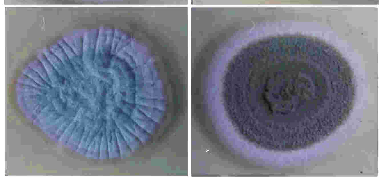 Morfologia Colônias filamentosas (algodonosas, aveludadas ou pulverulentas) Constituídas por elementos multicelulares em forma de tubo -
