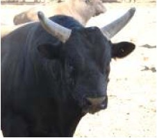 Sêmen de Touros da Raça Wagyu disponível no Brasil Catálogo de touros, 2007/08 Semên dos melhores touros da raça Wagyu dos Estados Unidos, no quesito de marmoreio da carne. O que é?
