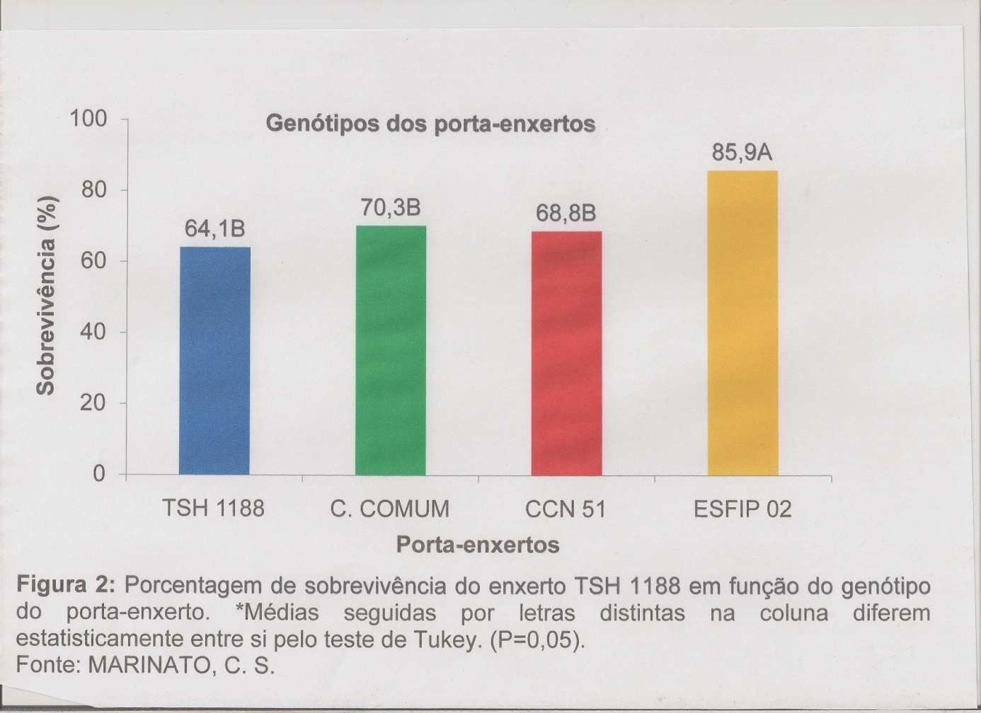 cheia não influencia a porcentagem de sobrevivência de mudas de T. cacao enxertadas sobre porta-enxertos jovens (enxertia hipocotiledonar). PINTO et al. (1999), citam que em mudas de T.