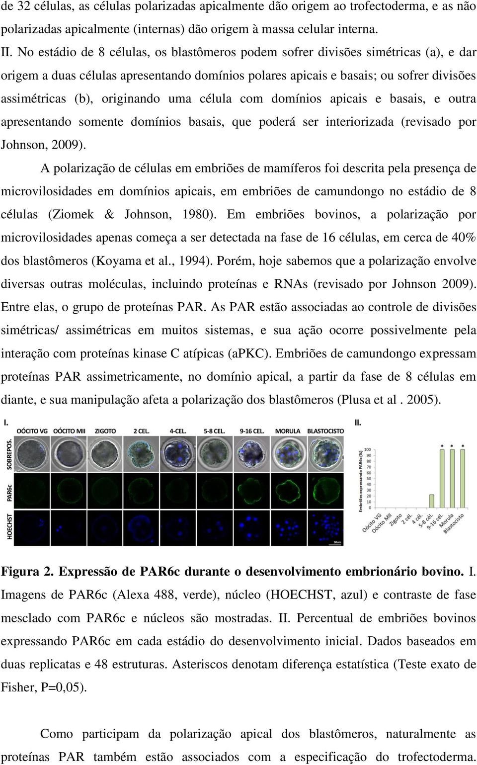 originando uma célula com domínios apicais e basais, e outra apresentando somente domínios basais, que poderá ser interiorizada (revisado por Johnson, 2009).