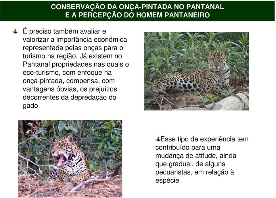 Já existem no Pantanal propriedades nas quais o eco-turismo, com enfoque na onça-pintada, compensa, com