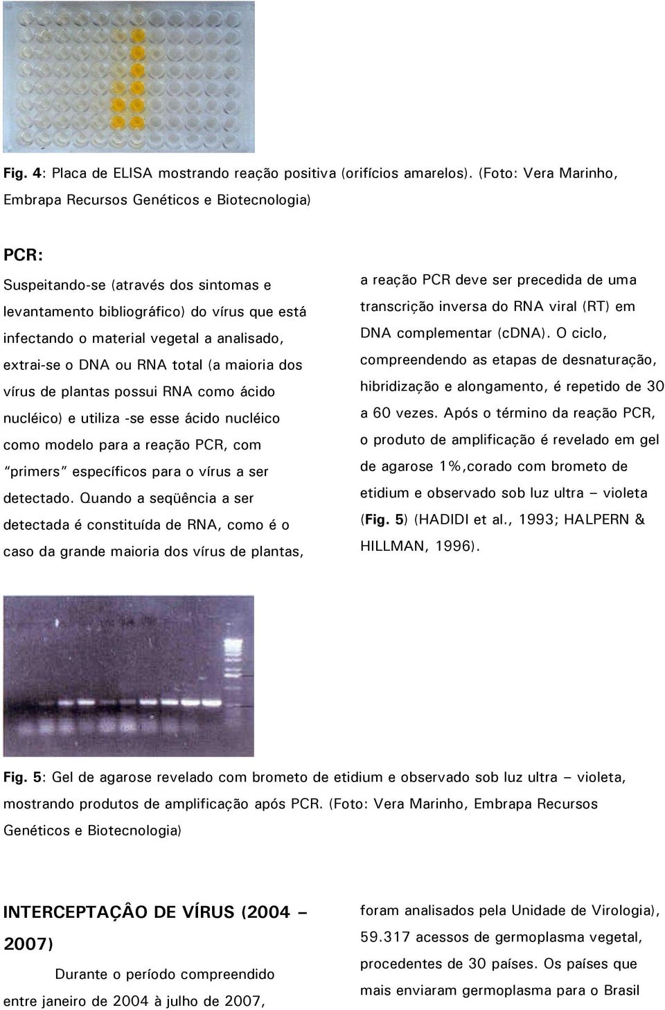 extrai-se o DNA ou RNA total (a maioria dos vírus de plantas possui RNA como ácido nucléico) e utiliza -se esse ácido nucléico como modelo para a reação PCR, com primers específicos para o vírus a