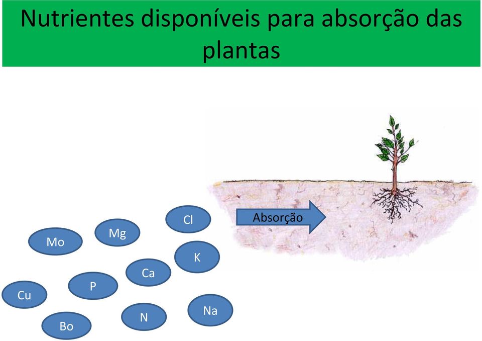 absorção das plantas