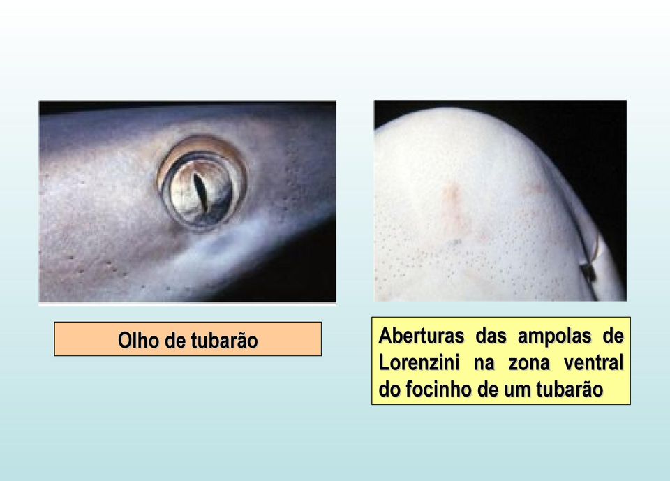 de Lorenzini na zona