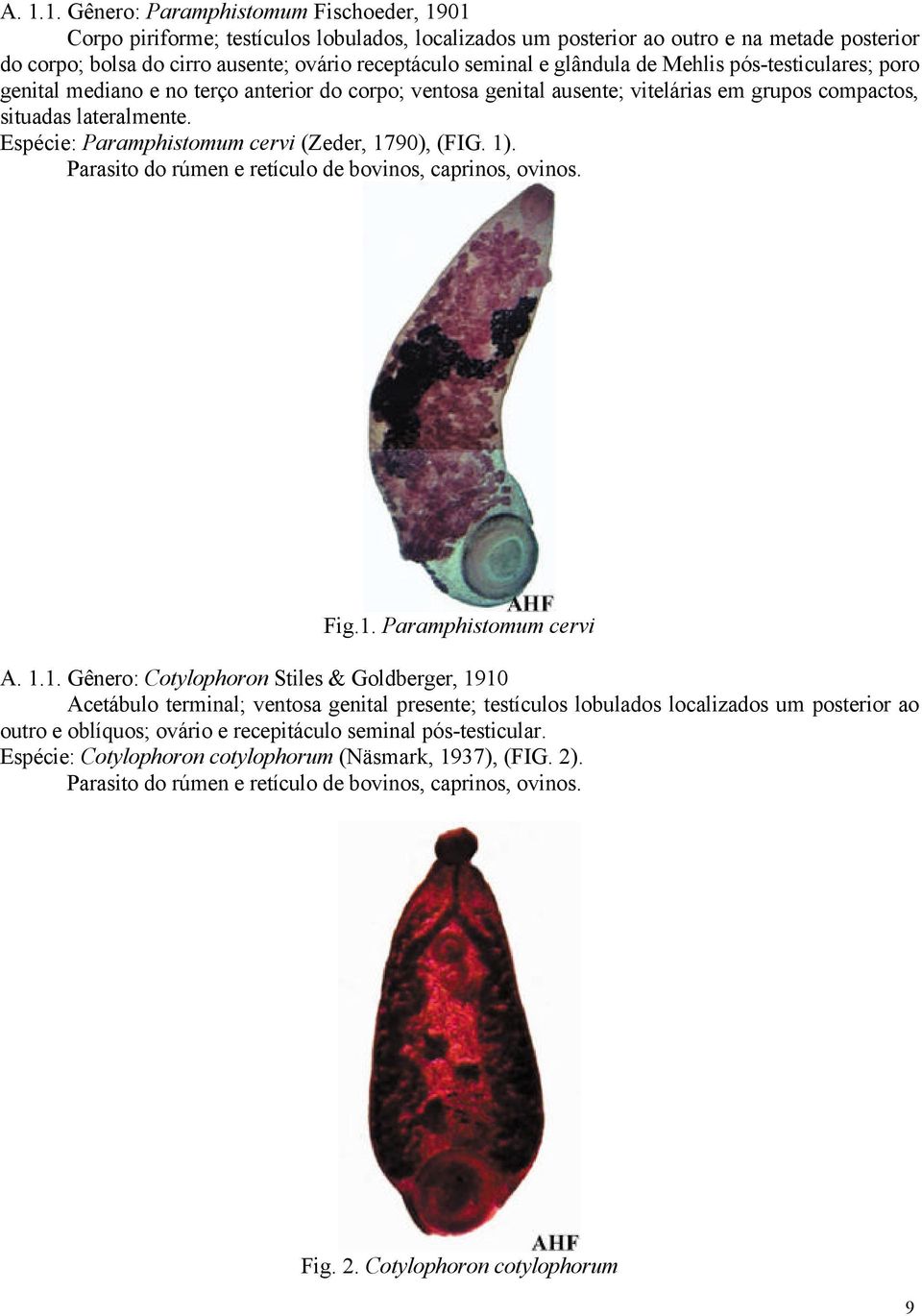 Espécie: Paramphistomum cervi (Zeder, 17