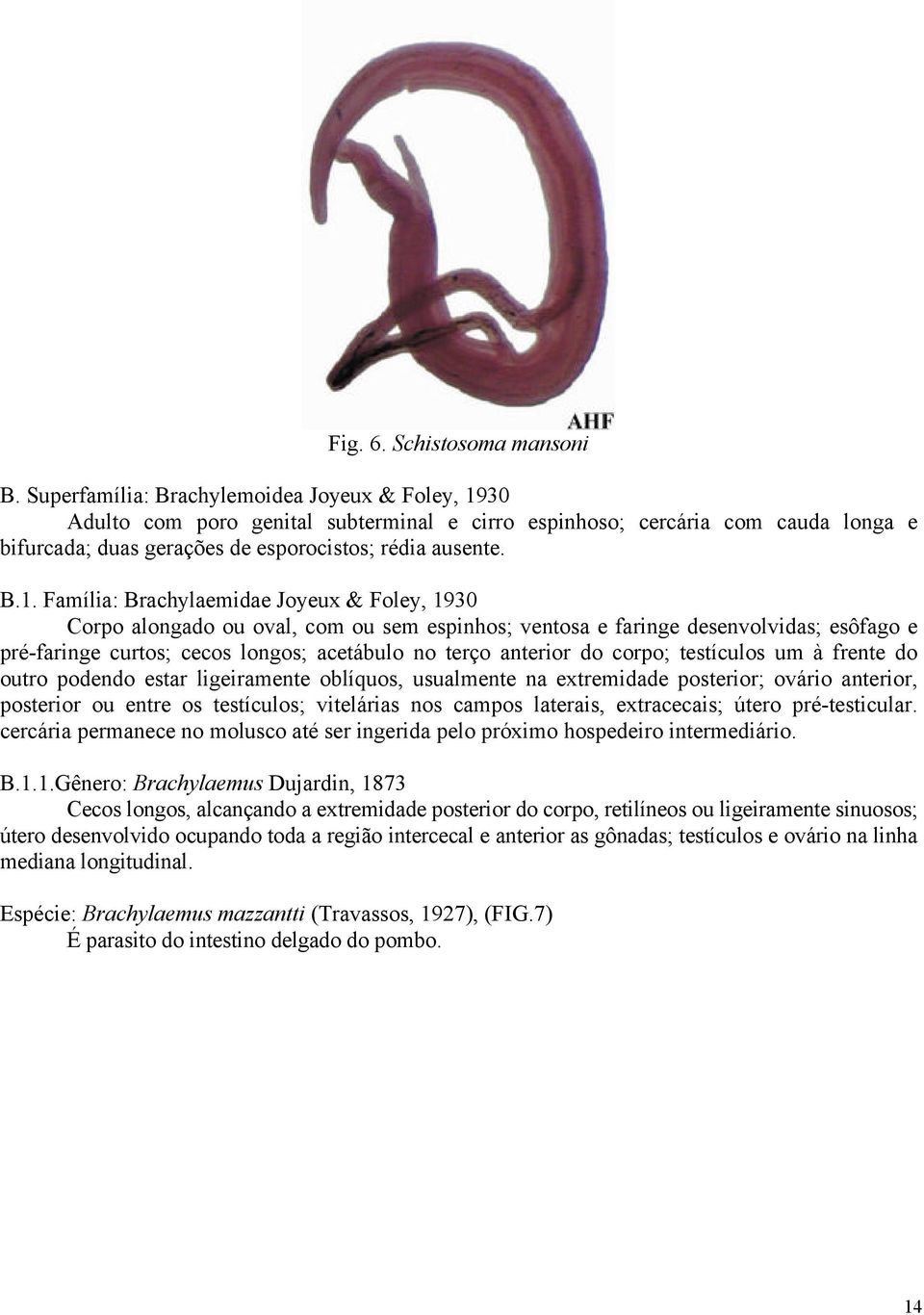 30 Adulto com poro genital subterminal e cirro espinhoso; cercária com cauda longa e bifurcada; duas gerações de esporocistos; rédia ausente. B.1.