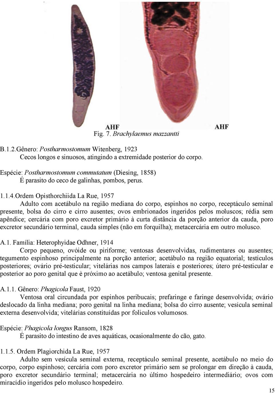 Ordem Opisthorchiida La Rue, 1957 Adulto com acetábulo na região mediana do corpo, espinhos no corpo, receptáculo seminal presente, bolsa do cirro e cirro ausentes; ovos embrionados ingeridos pelos