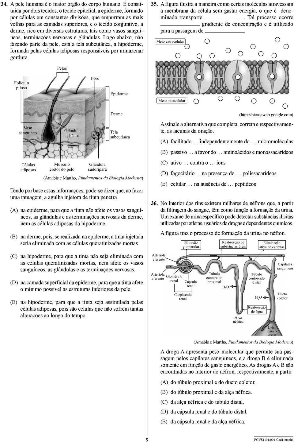 rico em diversas estruturas, tais como vasos sanguíneos, terminações nervosas e glândulas.