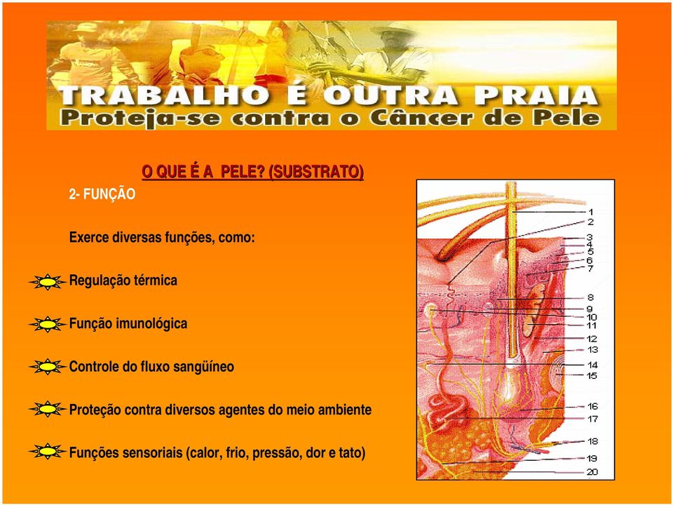 térmica Função imunológica Controle do fluxo sangüíneo