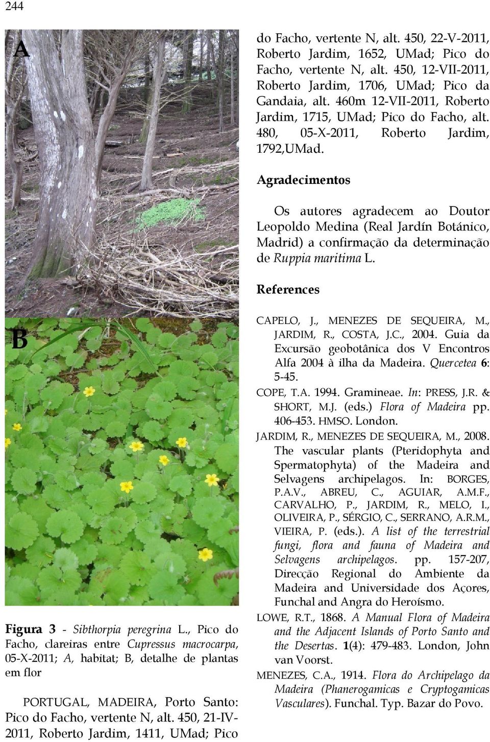 Agradecimentos Os autores agradecem ao Doutor Leopoldo Medina (Real Jardín Botánico, Madrid) a confirmação da determinação de Ruppia maritima L. References Figura 3 - Sibthorpia peregrina L.