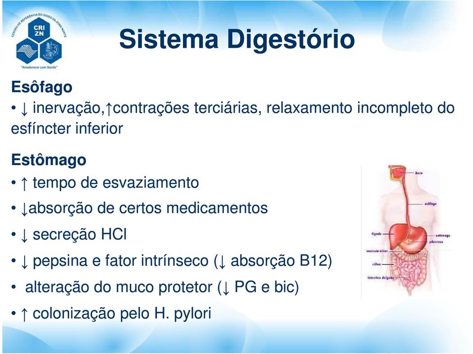 de certos medicamentos secreção HCl pepsina e fator intrínseco (